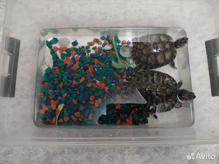 Маленькая черепаха водяная