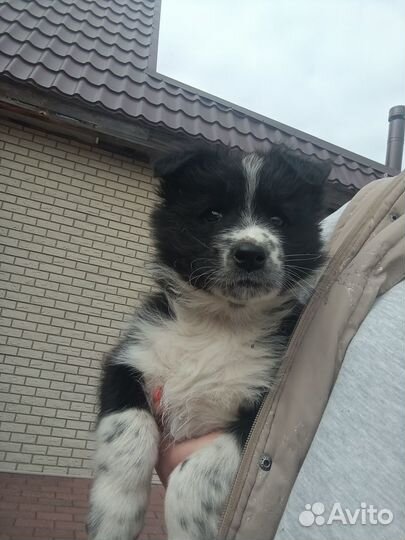 Щенок, мальчик 2.5 месяца