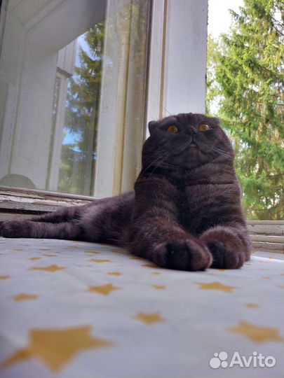Скоттиш-фолд кот для вязка