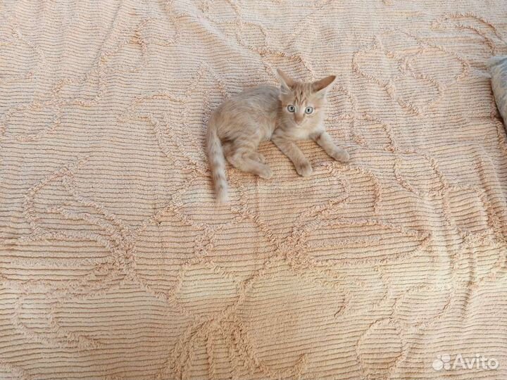 Рыжий котёнок