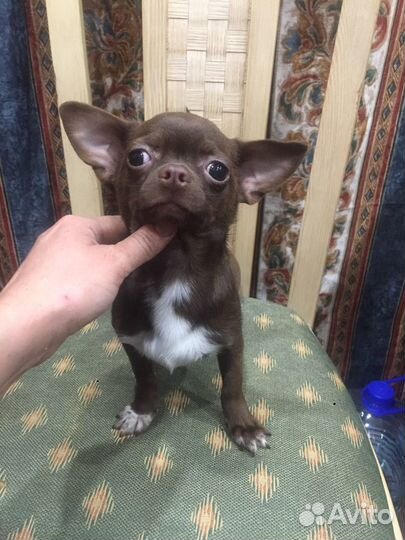 Чихуахуа Ласковый шоколад