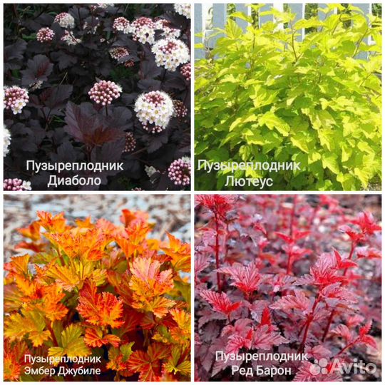 Многолетники для сада