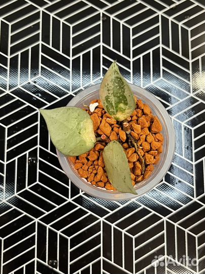 Хойя лакуноза супер эскимо