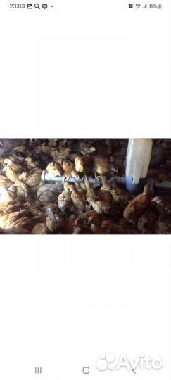 Инкубационное яйцо Кучинской юбилейной