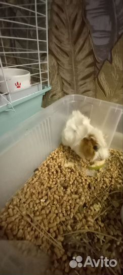 Морская свинка девочка