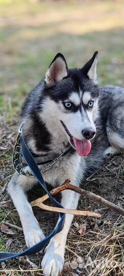 Хаски только в ответсвеные ручки