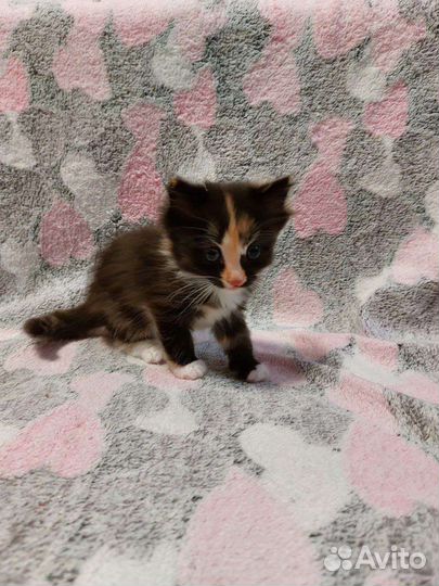 Котята