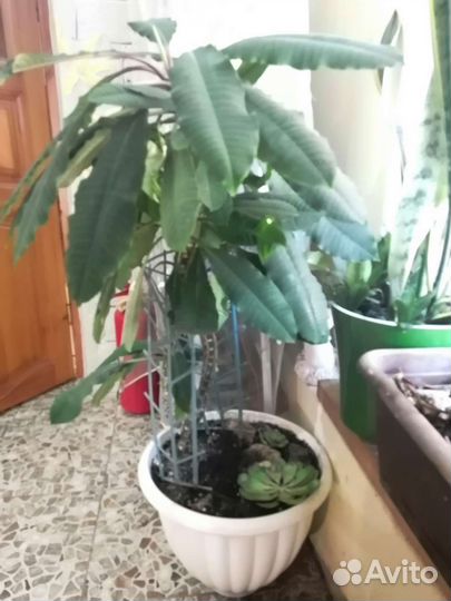 Молочай миля