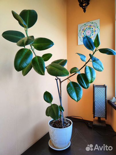 Фикус каучуконосный большой