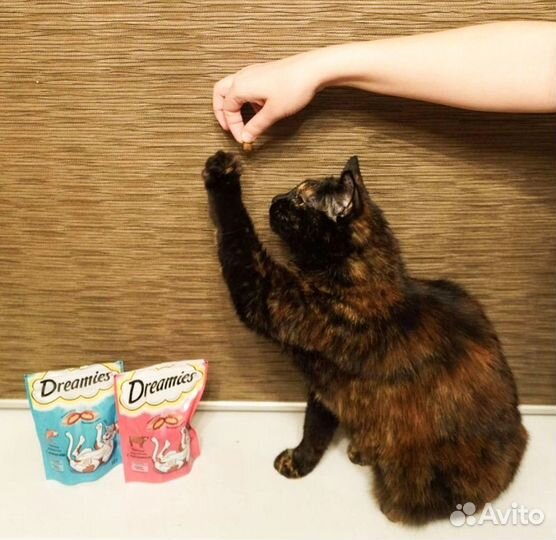 Кошка в аренду