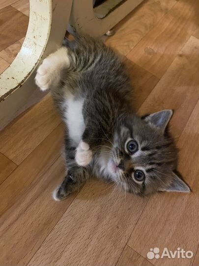 Британские котята