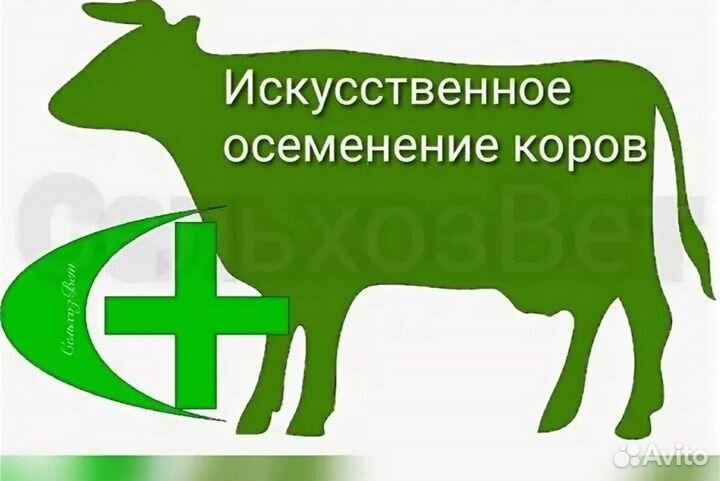 Искусственное осеменение коров