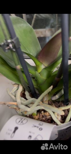 Орхидея фаленопсис