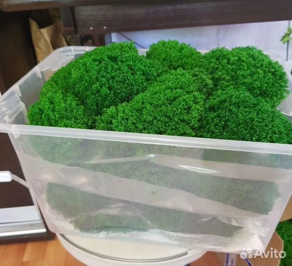 Мох для декора стен и помещений ягель кочки опт