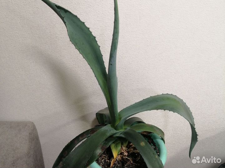 Крассула, Финиковая пальма, драцена, Агава