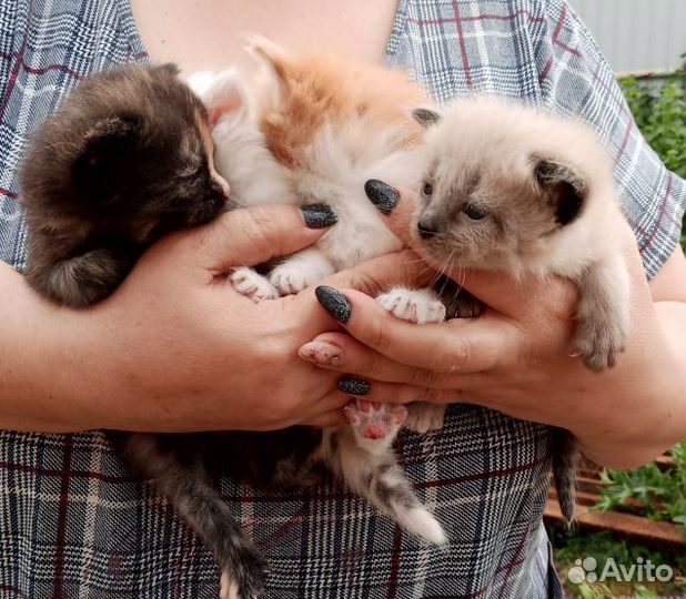 Котята от крысоловки