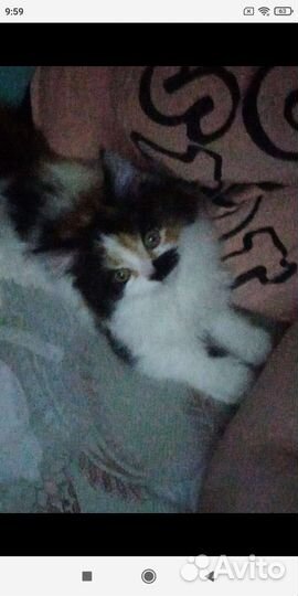 Кошечка в добрые руки