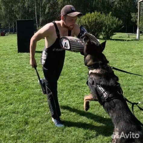 Услуги кинолога