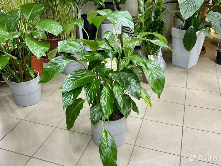 Спатифиллум свит лауретта 24d H100