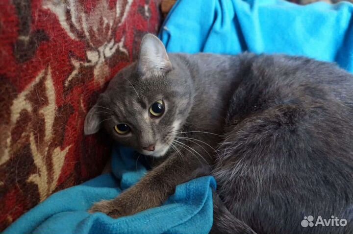 Котик полубританец