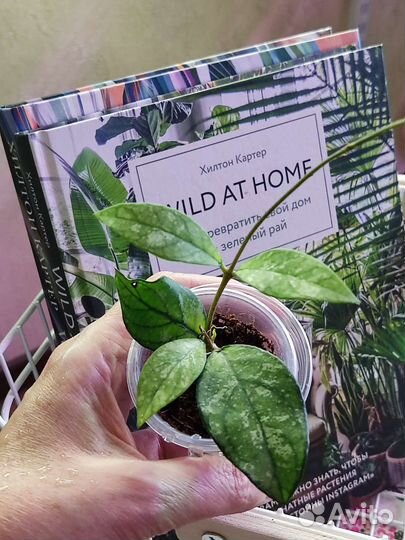 Хойи, дисхидия