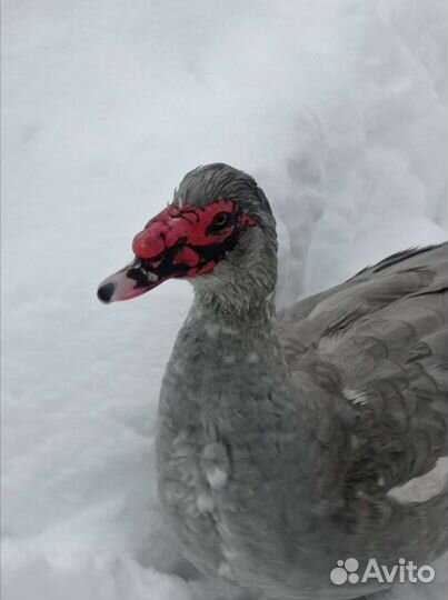 Инкубационное яйцо индоутки