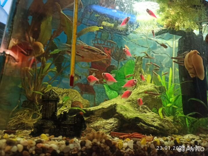 Неоны, Тернеции, Молли, Кардиналы, Данио, Гуппи