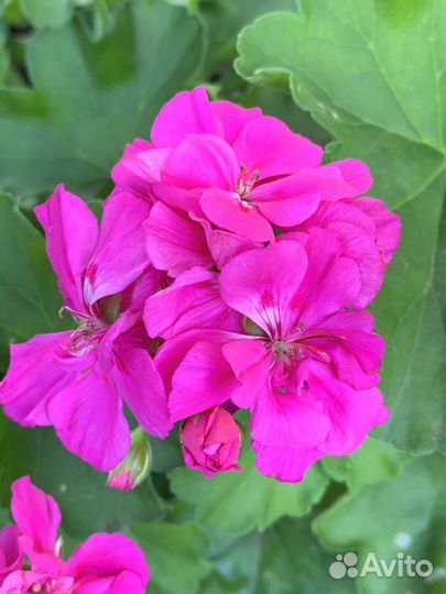 Пеларгония герань
