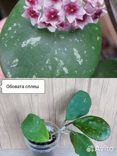 Хойя сортовая