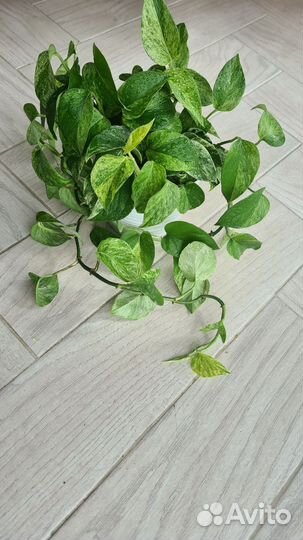 Эпипремнум Марбл Квин