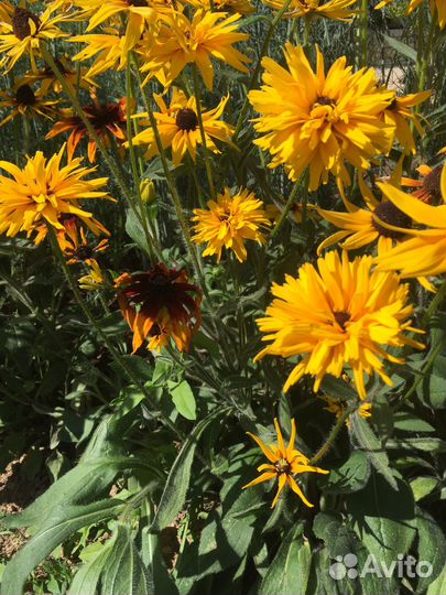 Рудбекия многолетняя