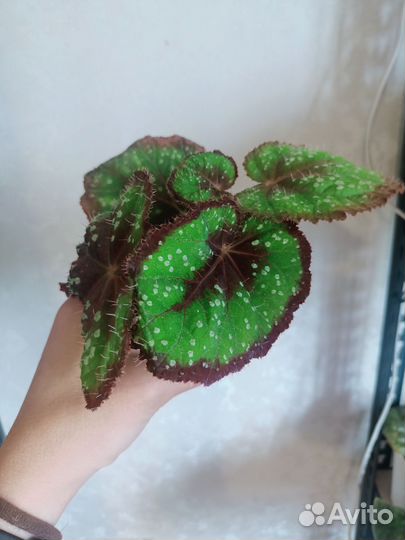 Бегония декоративно лиственная
