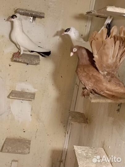 Статные голуби