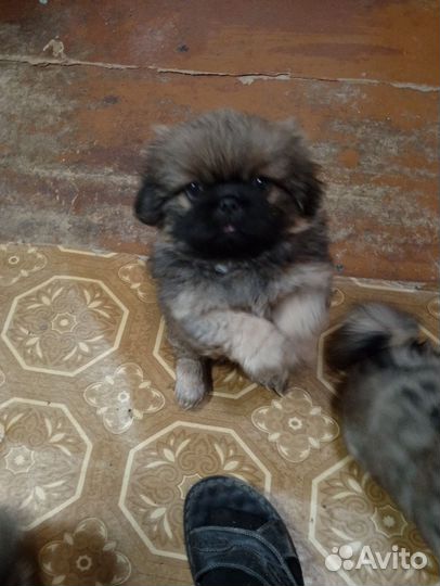 Щенок девочка пекинесс