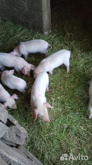 Поросенок ландрас