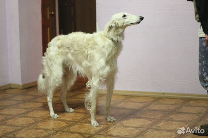 Русская борзая