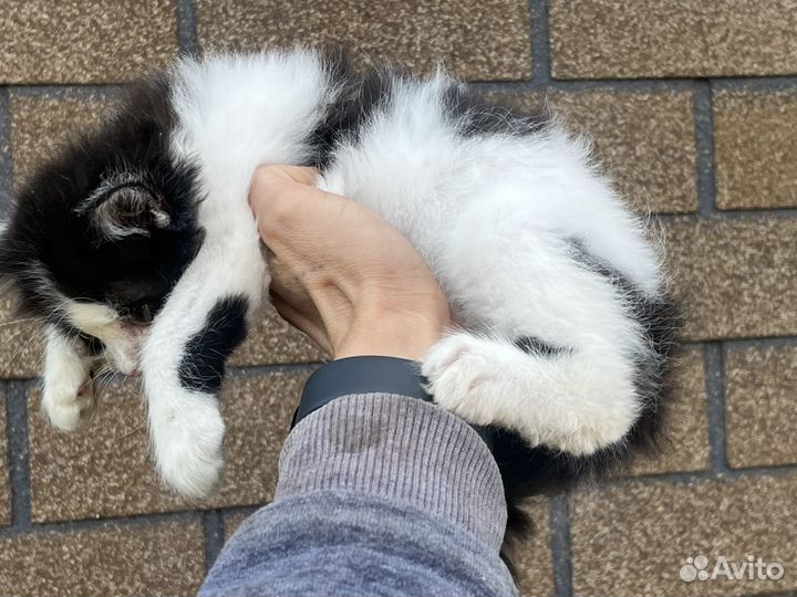 Котята ищут дом