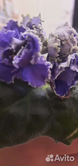Сортовые фиалки