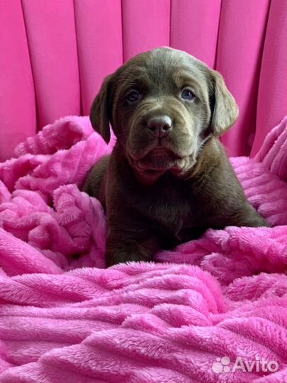 Шоколадное чудо