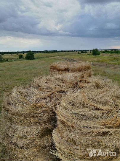 Продам сено в рулонах