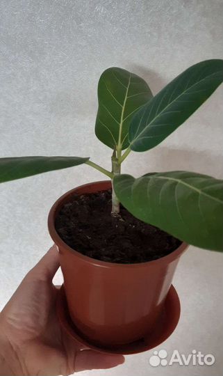 Фикус Бенгальский Андре