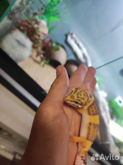 Эублефар с террариумом