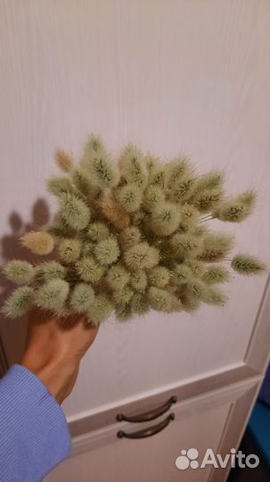 Сухоцветы лагурус