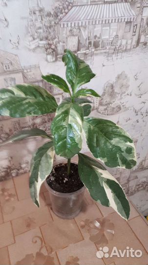 Псевдоэрантемум