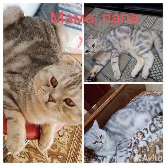 Шотландские котята