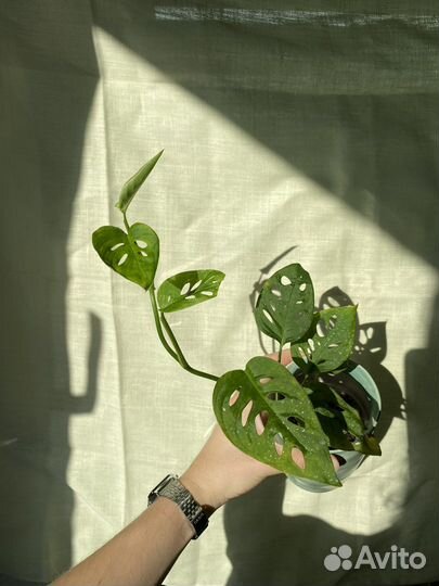 Монстера филодендрон комнатные растения