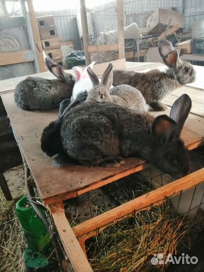 Кролики мясных пород