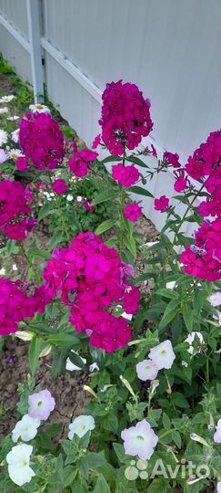 Многолетние садовые цветы флоксы