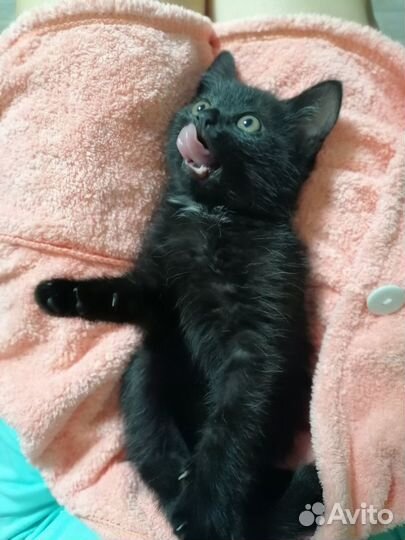 Котёнок, девочка