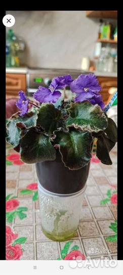 Фиалки сортовые